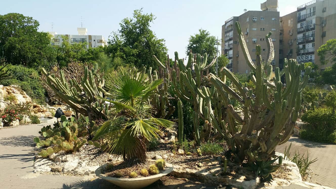 גן הקקטוסים בחולון, צילום: מוטי ישר