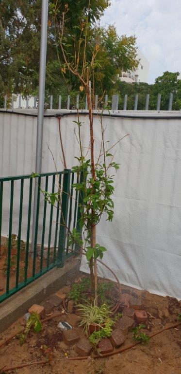 גינות באשכול גני הילדים יהלום בחולון. צילום-עיריית חולון